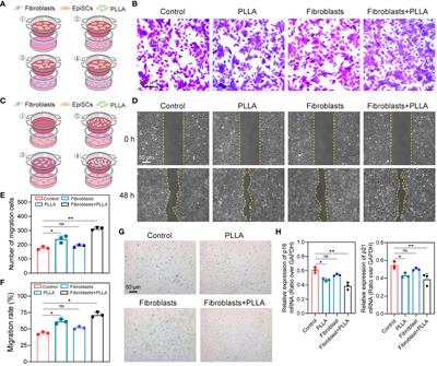 Poly-l-lactic acid microspheres delay aging of epidermal stem cells in rat skin